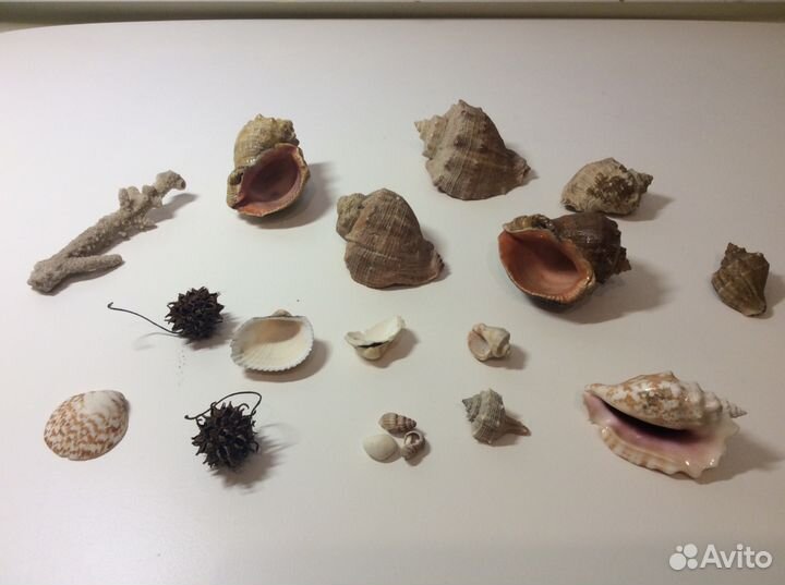 Морские ракушки, раковины и корал. Винтаж