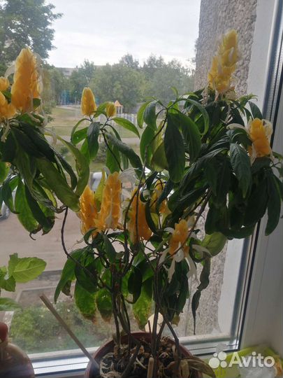 Пахистахис