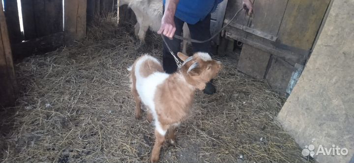 Цыплята брама