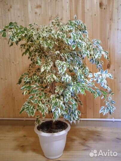 Фикусы каучуконосные и бенджамина