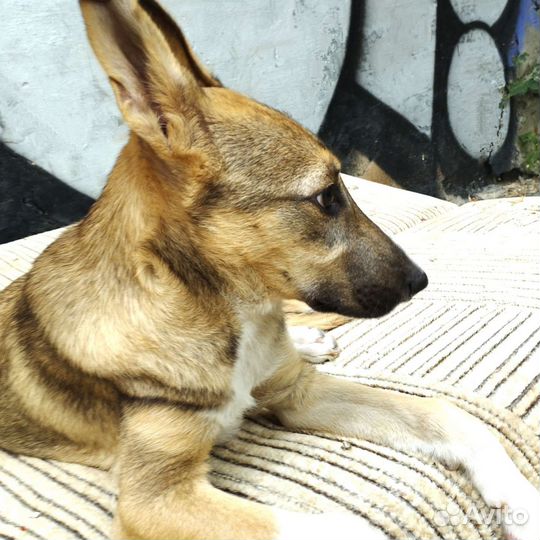 Собаки щенки