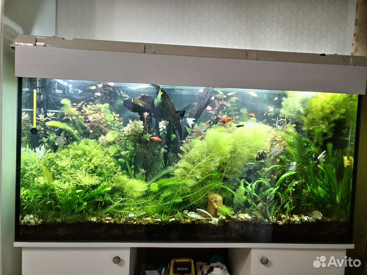 Аквариум с тумбой, оборудован, заселен, с растения