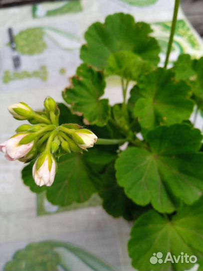 Пеларгония герань