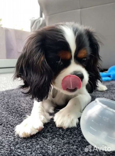 Щенки Cavalier King