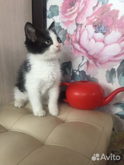 Котенок как в рекламе по тв