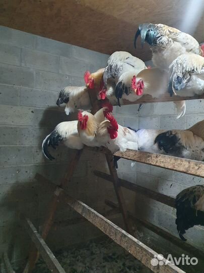 Продаются петушки