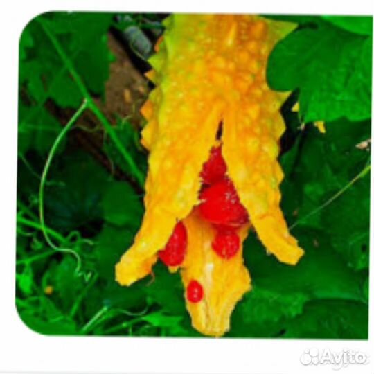 Семена момордики