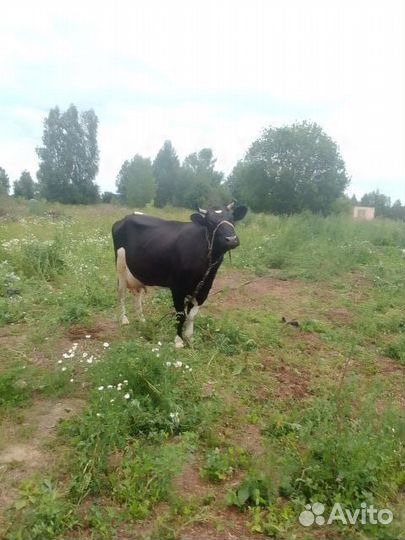 Корова стельная дойная