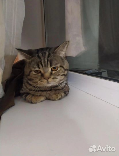 Чистокровный британец