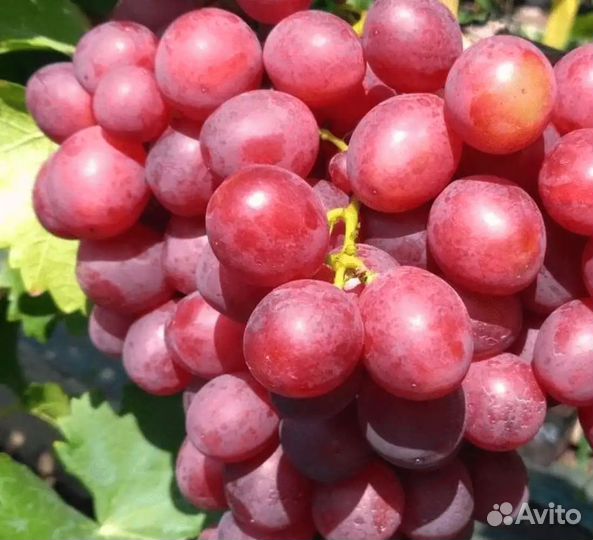 Саженцы Винограда Памяти учителя