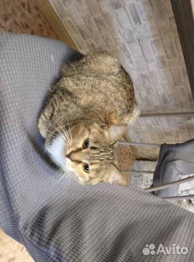 Кошка бессплатно