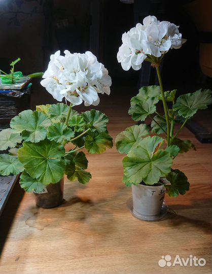 Пеларгония герань