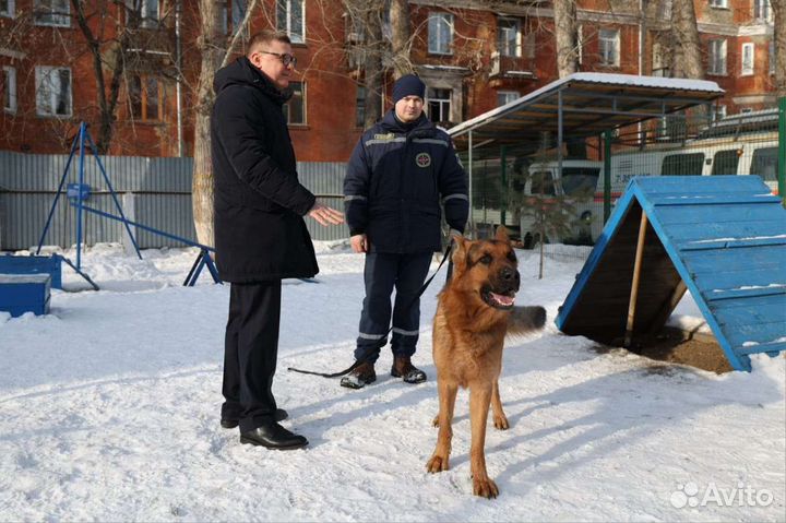 Дрессировка собак