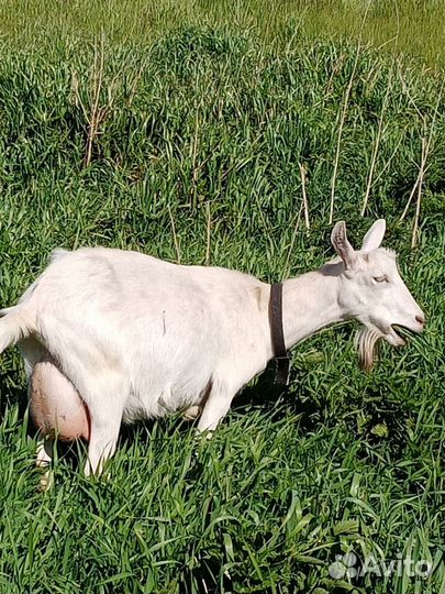 Козы дойные, зааненской породы