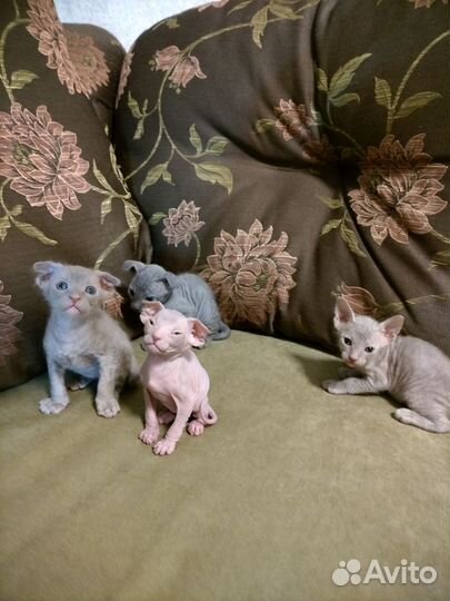 Кошки донской сфинкс