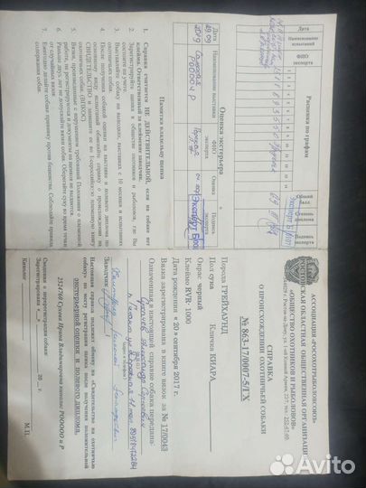 Продам, суку грейхаунда