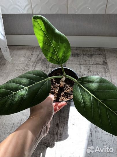 Фикус бенгальский одри