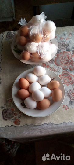 Домашние куриные яйца