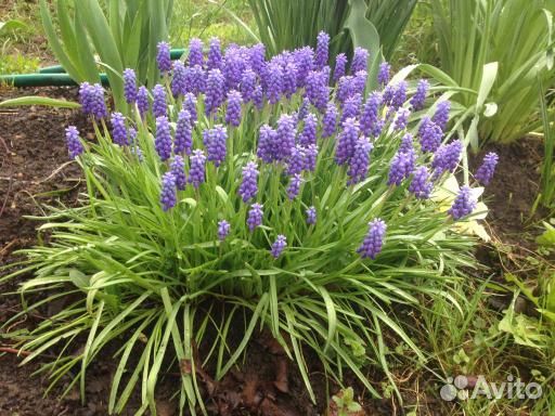 Многолетние растения