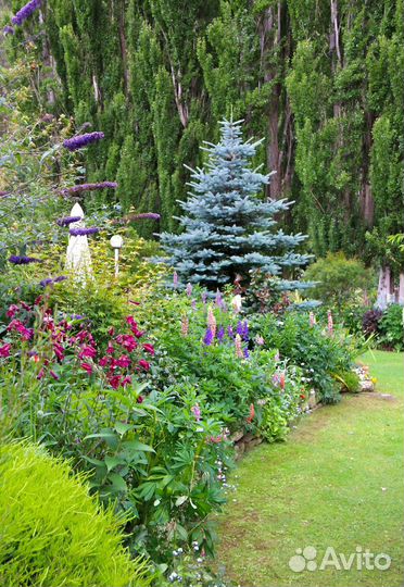 Ель голубая от 2 до 20 метров