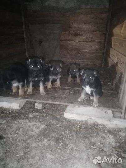 Щенки немецкой овчарки черно-рыжие