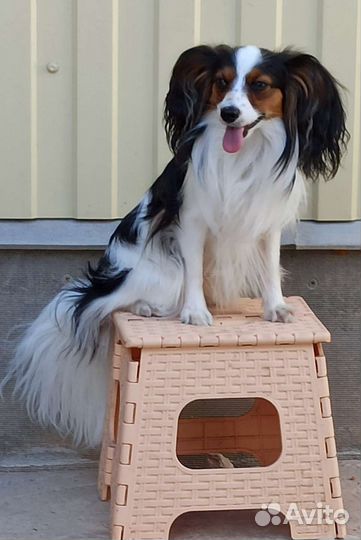 Вязка папийон