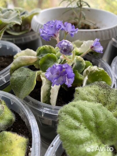 Сортовая Фиалка ле заряне сяйво