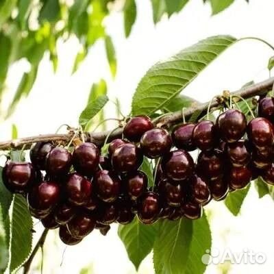 Саженцы черешни оптом всл-2