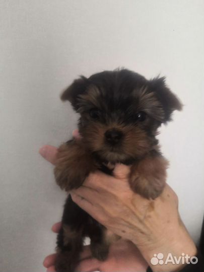 Йоркширский терьер щенки