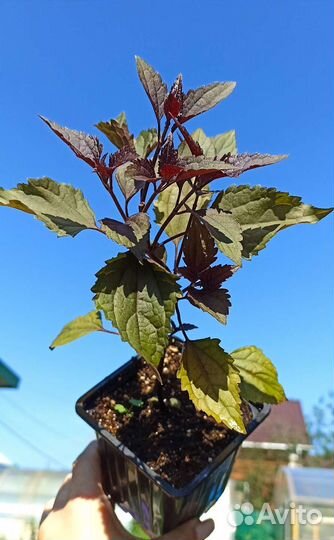 Посконник Шоколад саженцы