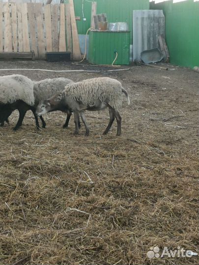 Баран Катумский