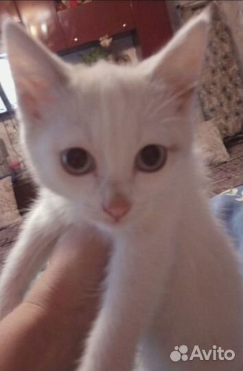 Отдам котят от кошки мышеловки