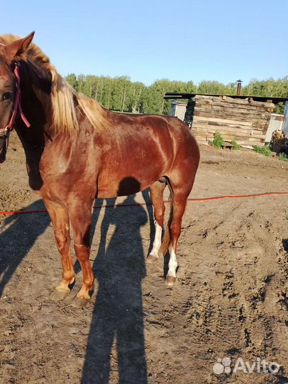 Русским рысак