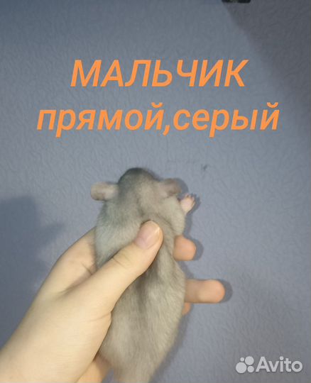 Ручные крысята дамбо