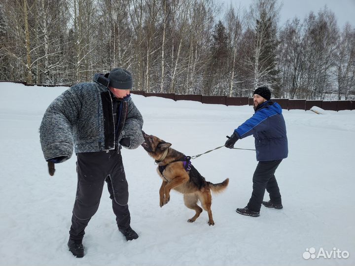 Дрессировка и воспитание собак