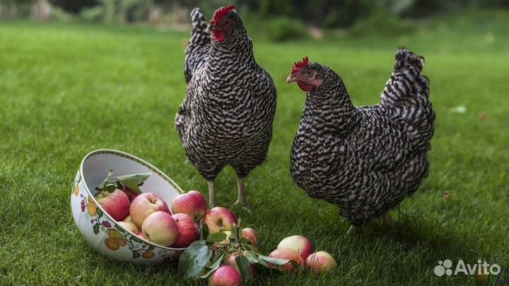 Куры молодки несушки