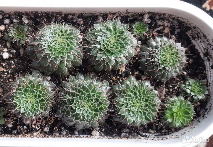 Суккуленты