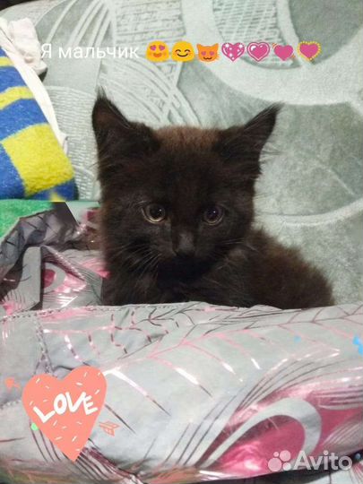 Котята в добрые руки