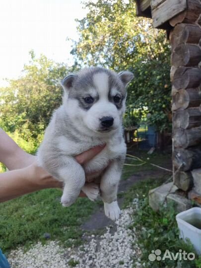 Сибирский хаски