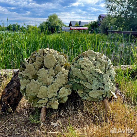 Кавказкие дубовые веники для бани