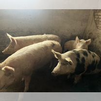 Свинина домашняя