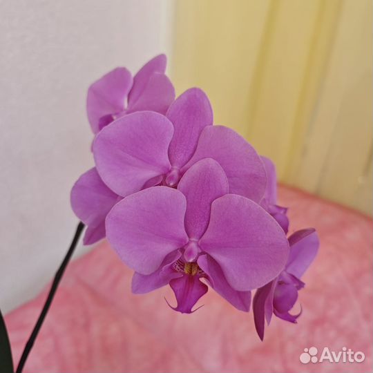 Орхидея фаленопсис
