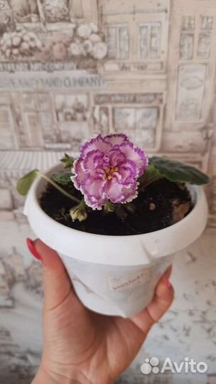 Фиалка детки