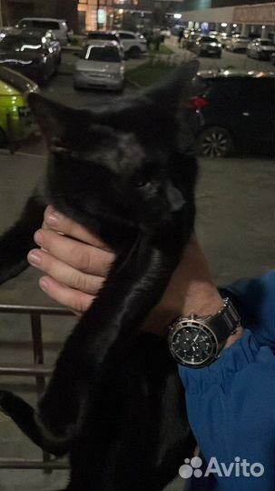 Котики бесплатно