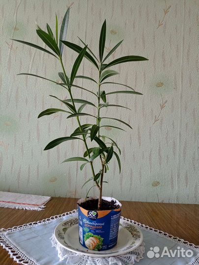 Олеандр розовый