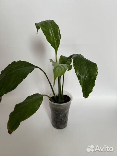 Комнатные цветы