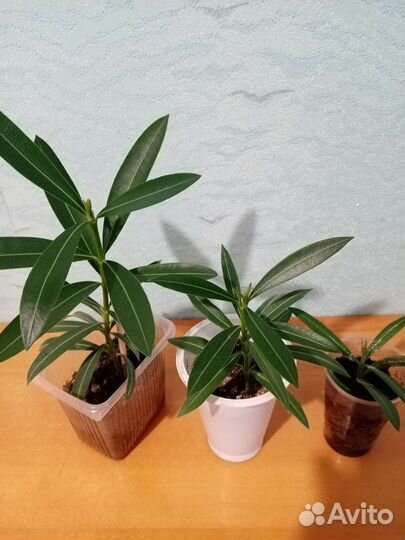 Олеандр махровый розовый