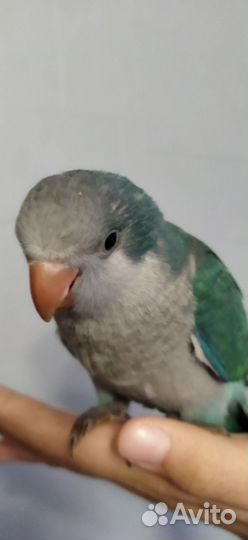 Ручные выкормыши монаха он же квакер