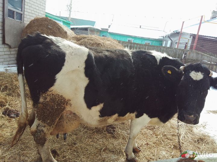 Молоко коровье домашнее