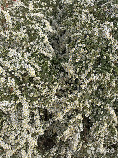 Вересковая астра